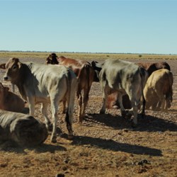 cattle beside the road