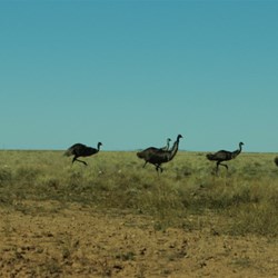 emu cross our path