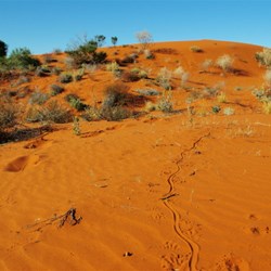 red sand dune west of Windorah