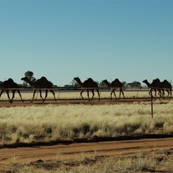 camels doing trackwork at Boulia racecourse