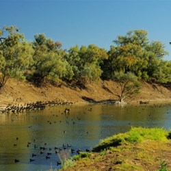 bird life on Cooper's Creek was amazing