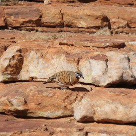 Spinifex pigeon