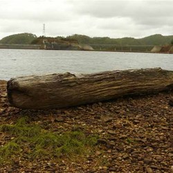 The same log 
