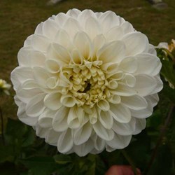 Such beautiful blooms!