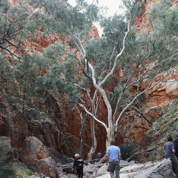 The walk along Standley Chasm