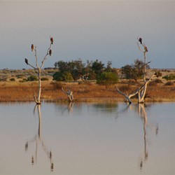 Even the Kites had a sleep in