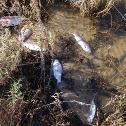 There were hundreds of dead fish on the banks of the Cooper