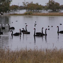 Swans on the Cooper