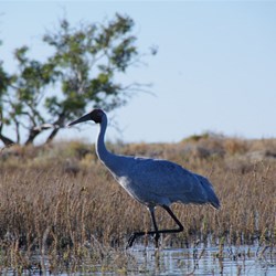 Drifting closer to the Brolgas