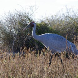 We got very close and they did not worry