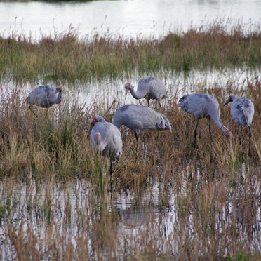 Waking up with 6 Brolgas near our tent
