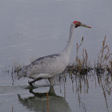 They ended up coming very close