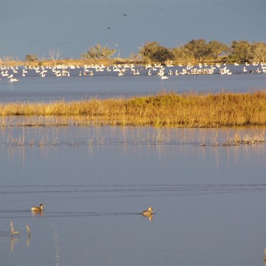 Another very large flock of Pelican near the ferry site