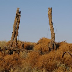 Buckbush covered many of the old fence posts