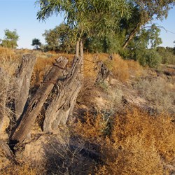 Another hidden old fence