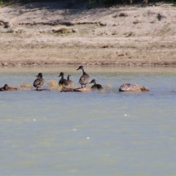 Ducks on exposed rocks in Eyre Creek
