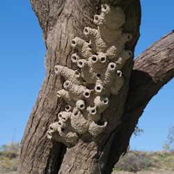 Swallows nests along Eyre Creek