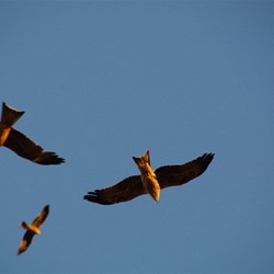 The kites were just above our heads