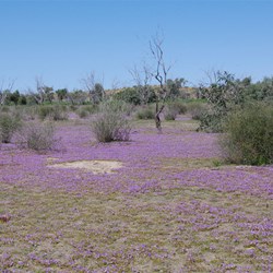 This patch of Wildflowers was unreal