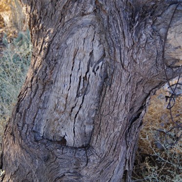 Old Blaze Tree at Annandale