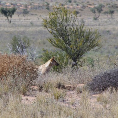 Birdsville August 2011