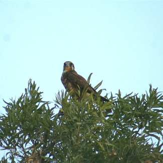 The upset bird of prey at Moonda Lake