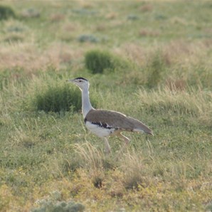 Bustard of the Day beside the Donohue