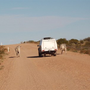 Dodging a few of the locals west of Boulia