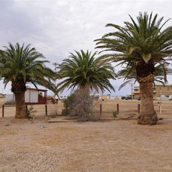Palms from the Lake Harry Project