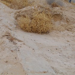 Old foundations at the Killalpaninna Mission Ruins