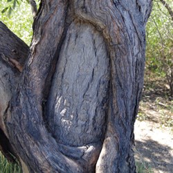 Blaze Tree at Birdsville