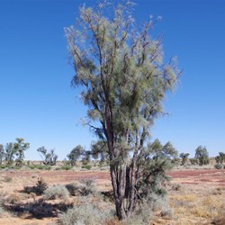 One of only 3 stands of the very rare Waddi Tree north of the town