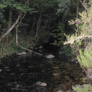 The rain forest near the glow worm cave - Lake Te Anau