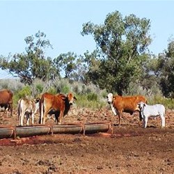Cattle at water trough