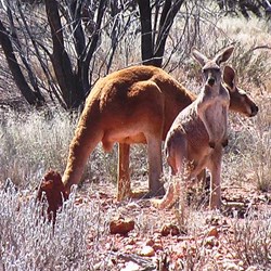 Track side kangaroos 