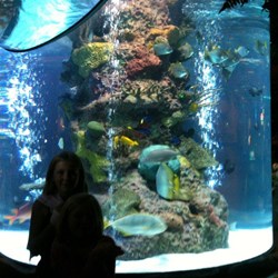 Fish tanks at Rainforest Cafe