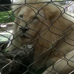 White Lion - Mirage Secret Garden