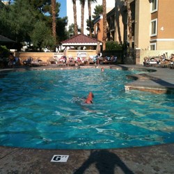 Desert Rose Hotel Pool