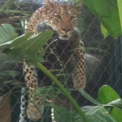 Leopard  - Mirage Secret Garden