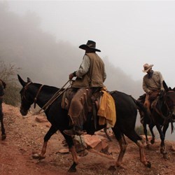 Mules on Bright Angel trail