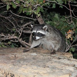 Racoon outside our lodge