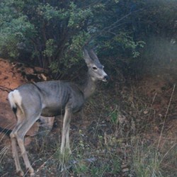 Mule deer on side of road