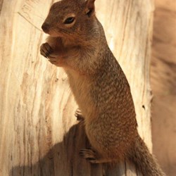 Squirrel