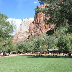Lawn and Cottonwood tree at Zion Lodge