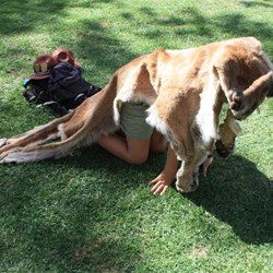 Leah wearing mountain lion (cougar) fur