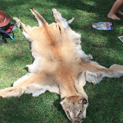 Cougar/Mountain Lion/Puma skin