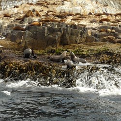 Fur seals at The Friars