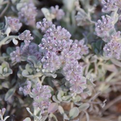 Ptilotus sessilifolius var sessilifolius 