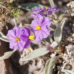 Solanum ellipticum 