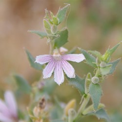 Scaevola spinescens 